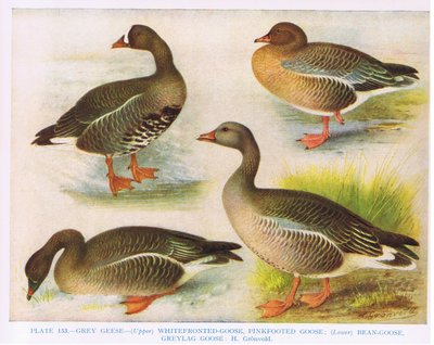 Grauweißstirnrosa Fußbohne Graugans, Illustration aus 